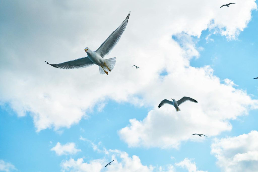 The Realities of Bird Collisions in our Manmade Environments